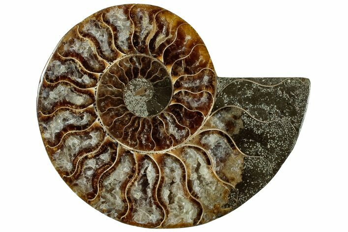 Cut & Polished Ammonite Fossil (Half) - Madagascar #310725